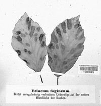 Erineum fagineum image